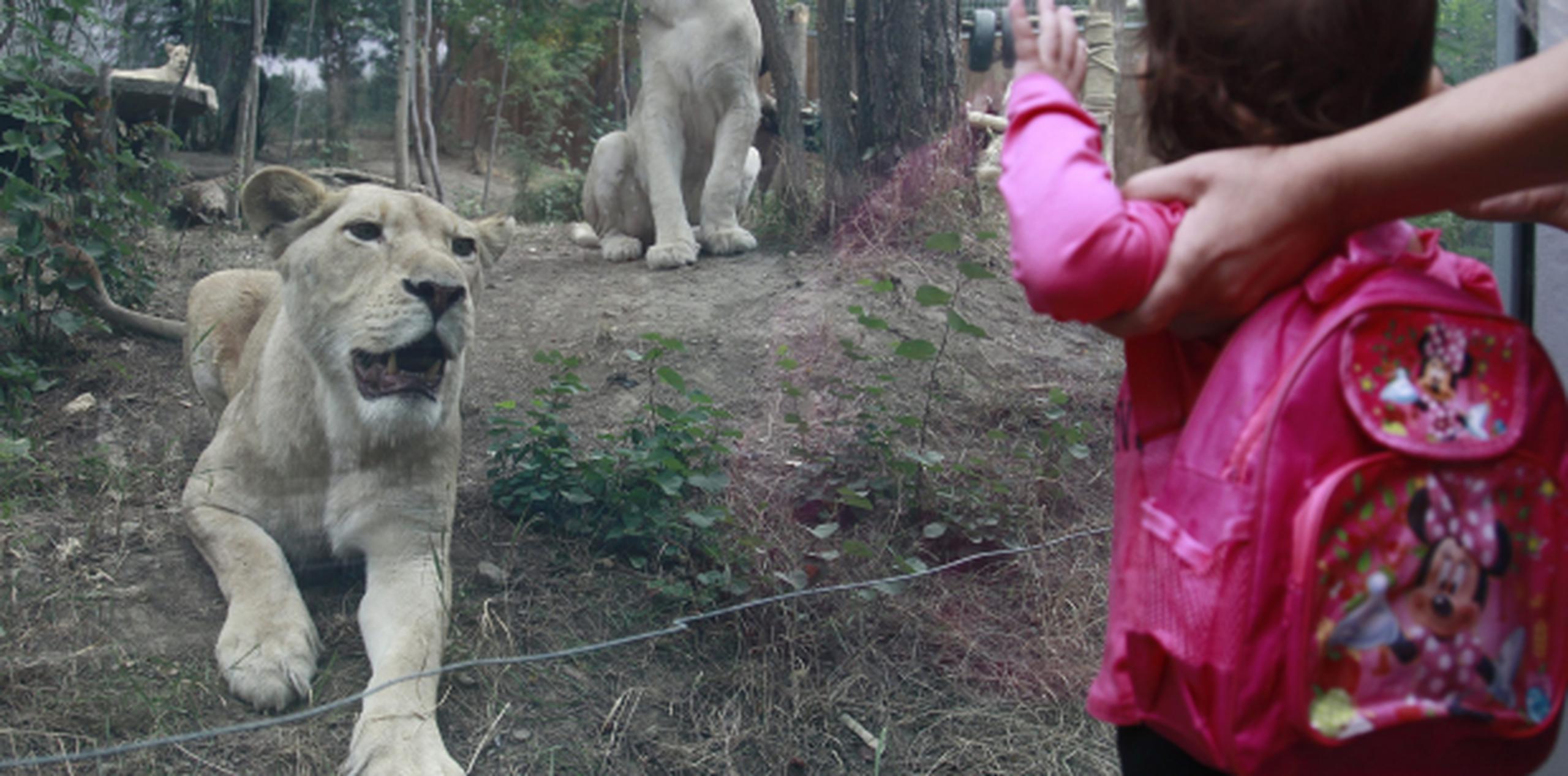 Una niña observa leones en el recién reabierto zoológico de Tbilisi. (AFP)