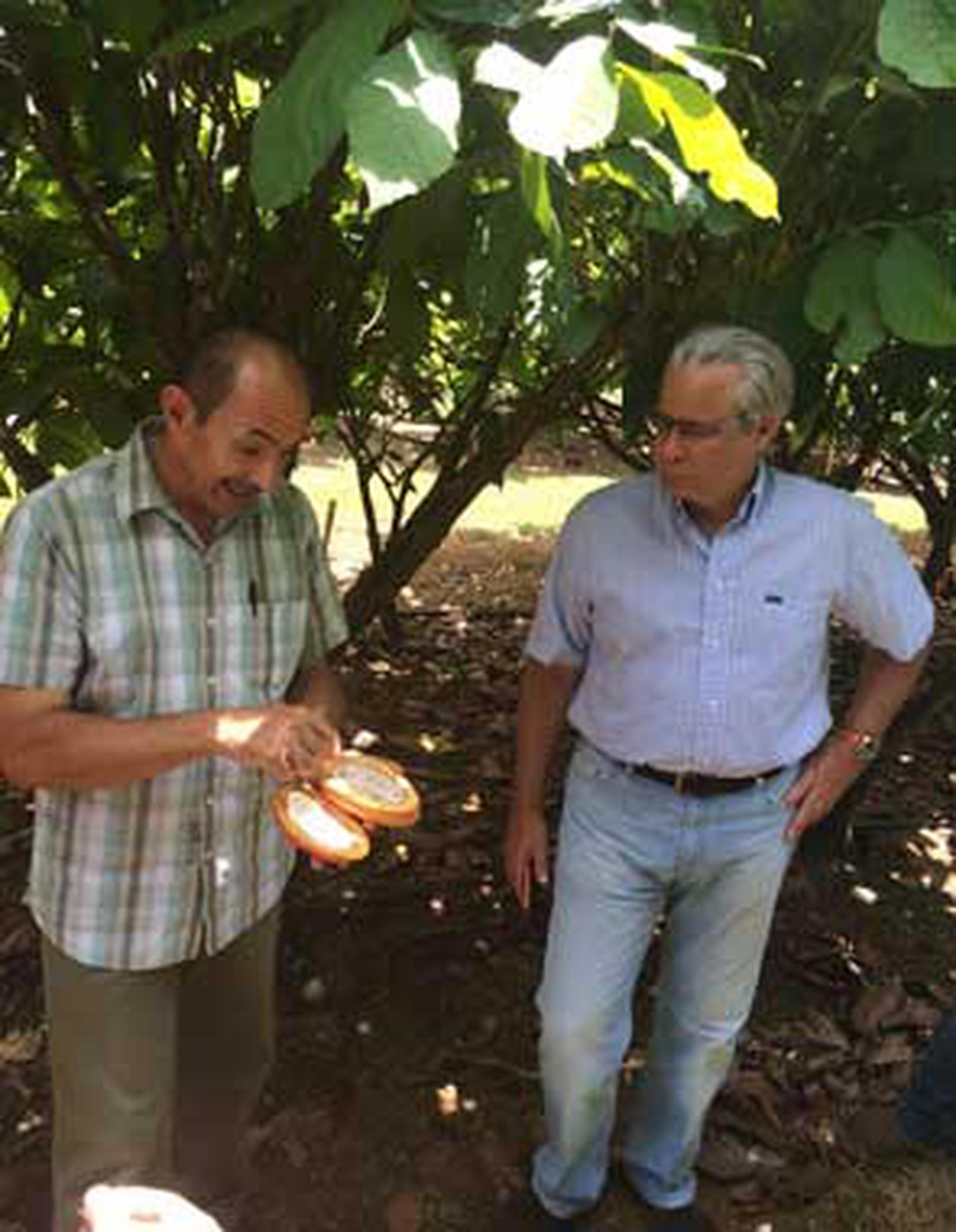 En la etapa inicial del proyecto se están distribuyendo 10,000 árboles de cacao. (Suministrada)