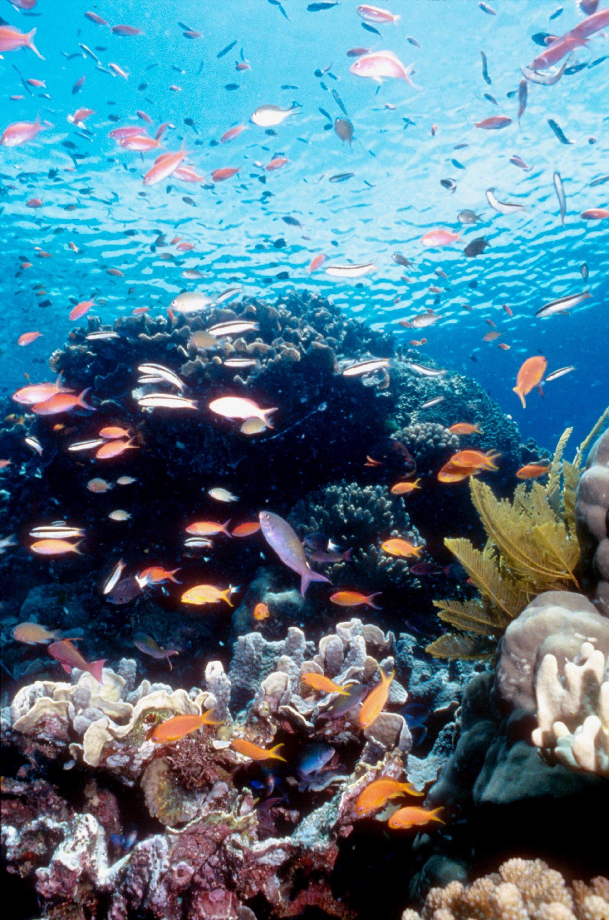 La investigación  realizada por 16 universidades asegura que los océanos se están recuperando y que podrían seguir haciéndolo si en los próximos años se aplican una serie de medidas que consolide el proceso.
