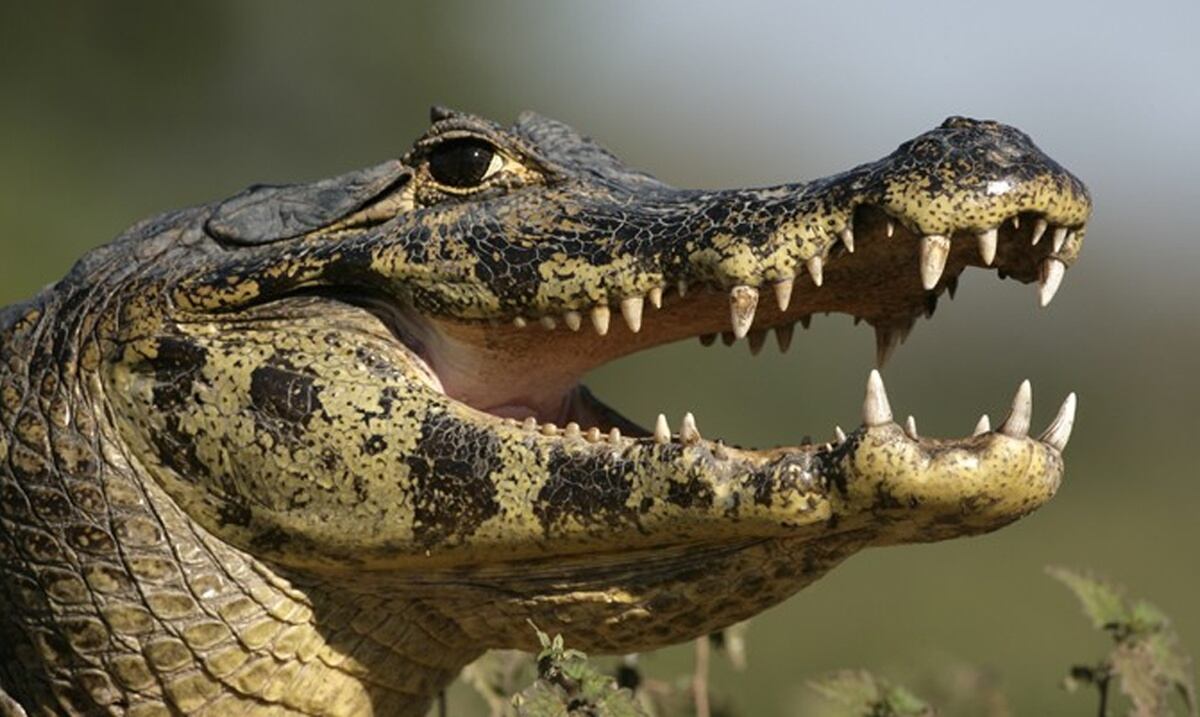 Capturan en Nueva York a caimán que andaba merodeando Primera Hora