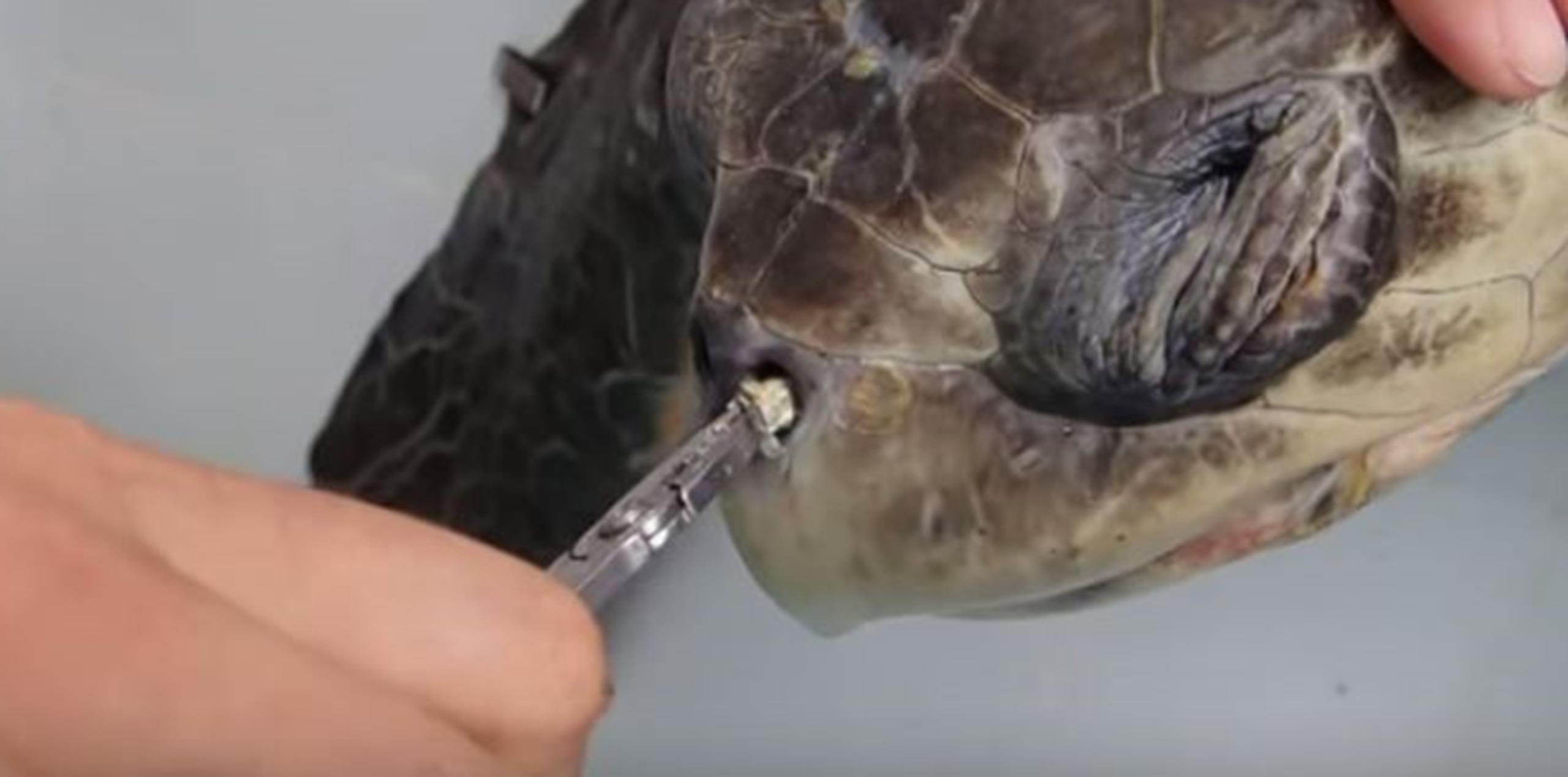 A Costa Rica llegan a desovar seis de las ocho especies de tortugas marinas que existen: la verde, la lora, la baula, la carey, la negra y la cabezona, todas en peligro de extinción. (YouTube)