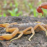 Mutante de toxina de veneno de escorpión detiene metástasis