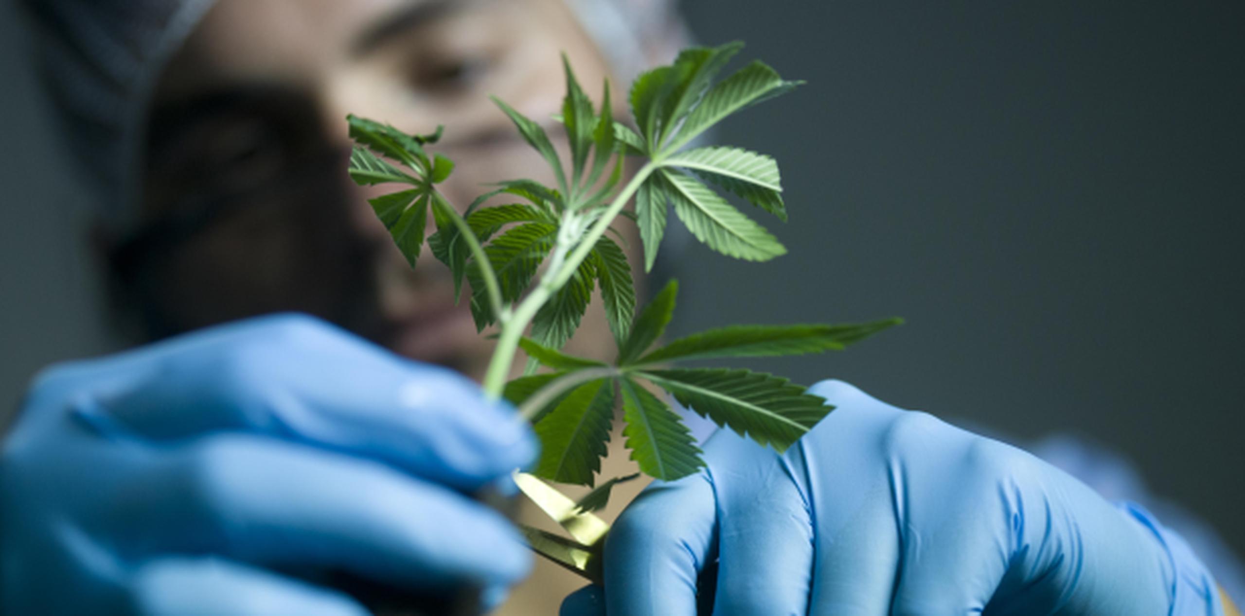 Se aseguró que el sector del cannabis medicinal es una industria nueva altamente regulada por el Estado”. (Archivo)