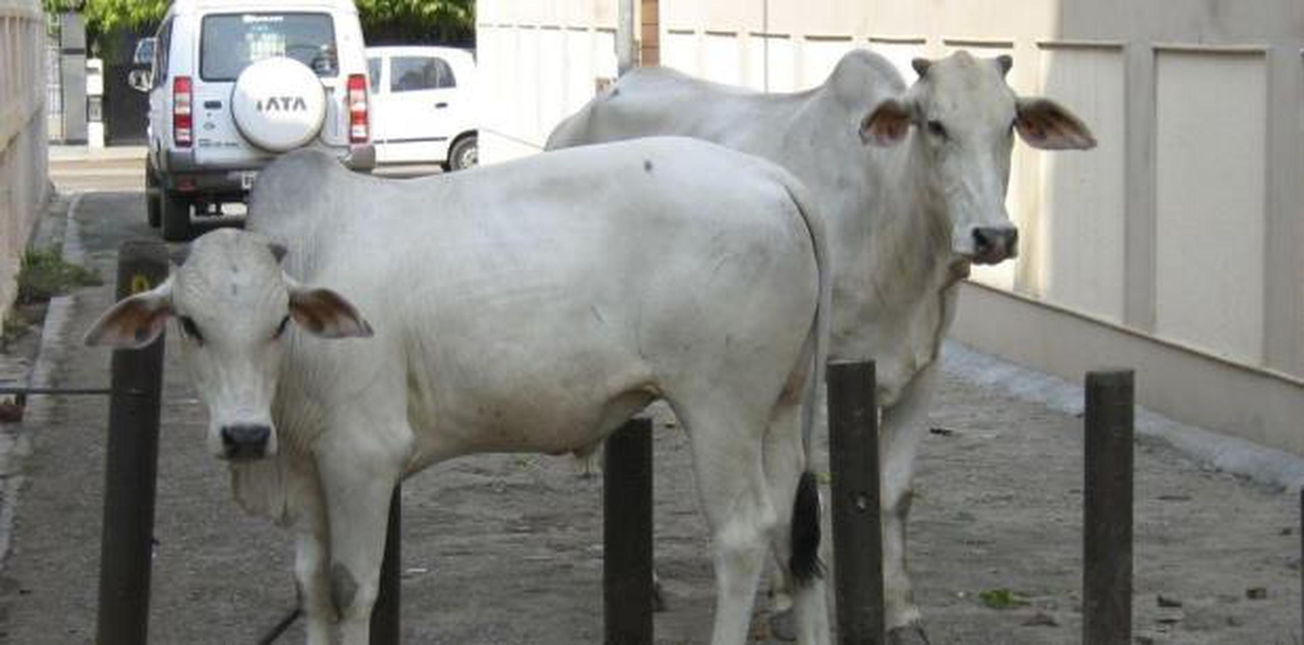 Las vacas son consideradas sagradas en la nación mayoritariamente hindú. (Archivo)