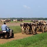 Pillos se llevan vacas y caballo de ganadería en Río Grande