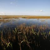 Destinan $1,100 millones para restaurar los Everglades en Florida 