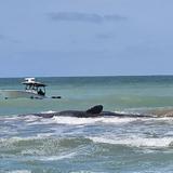 Muere ballena que quedó varada en playa de Florida