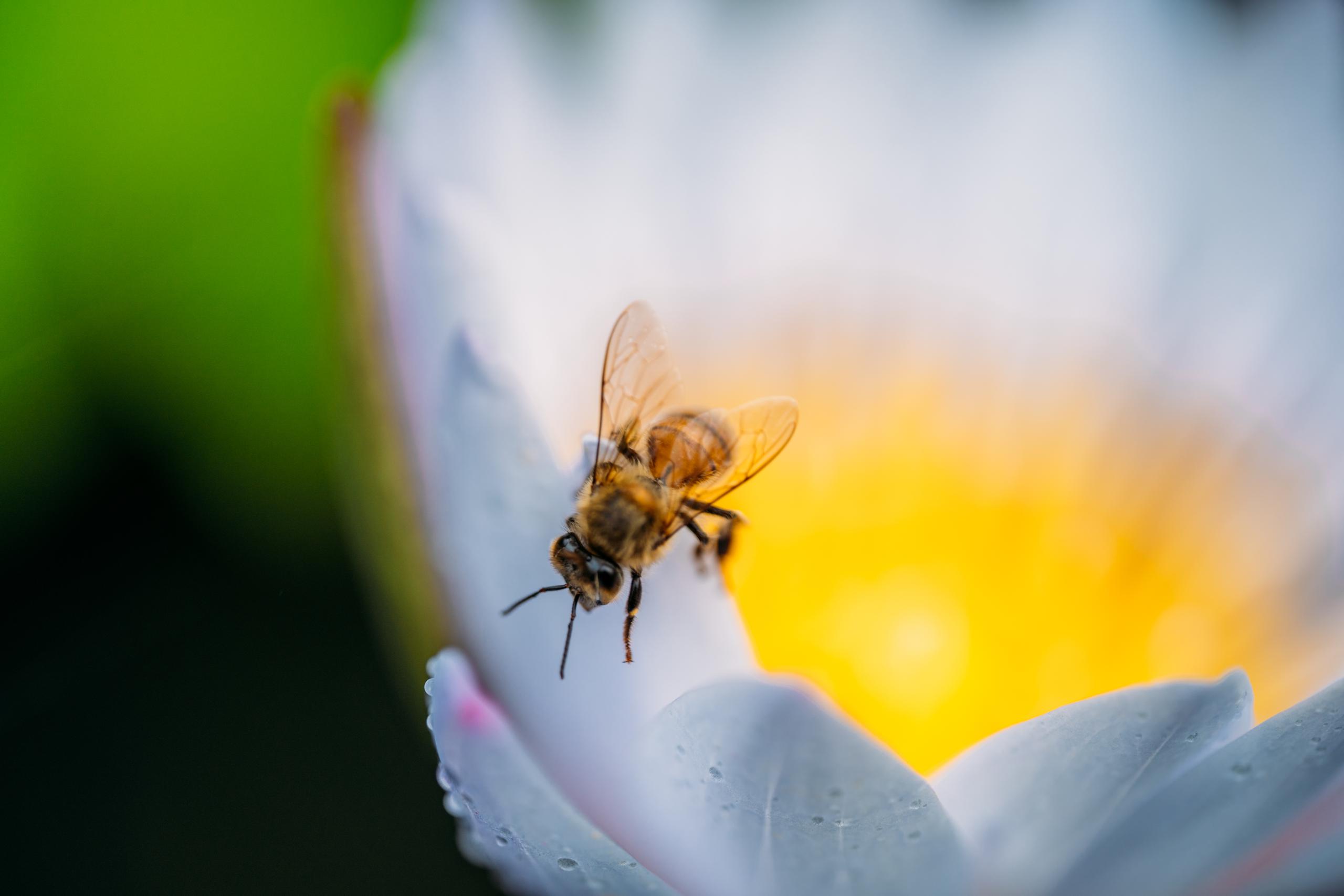 La organización sin fines de lucro The Bee Cause Project, con sede en Charleston, Carolina del Sur, en asociación con Para La Naturaleza y Be a Bee han creado  un santuario de abejas en Manatí, que se inaugurará formalmente al público a finales de este mes.