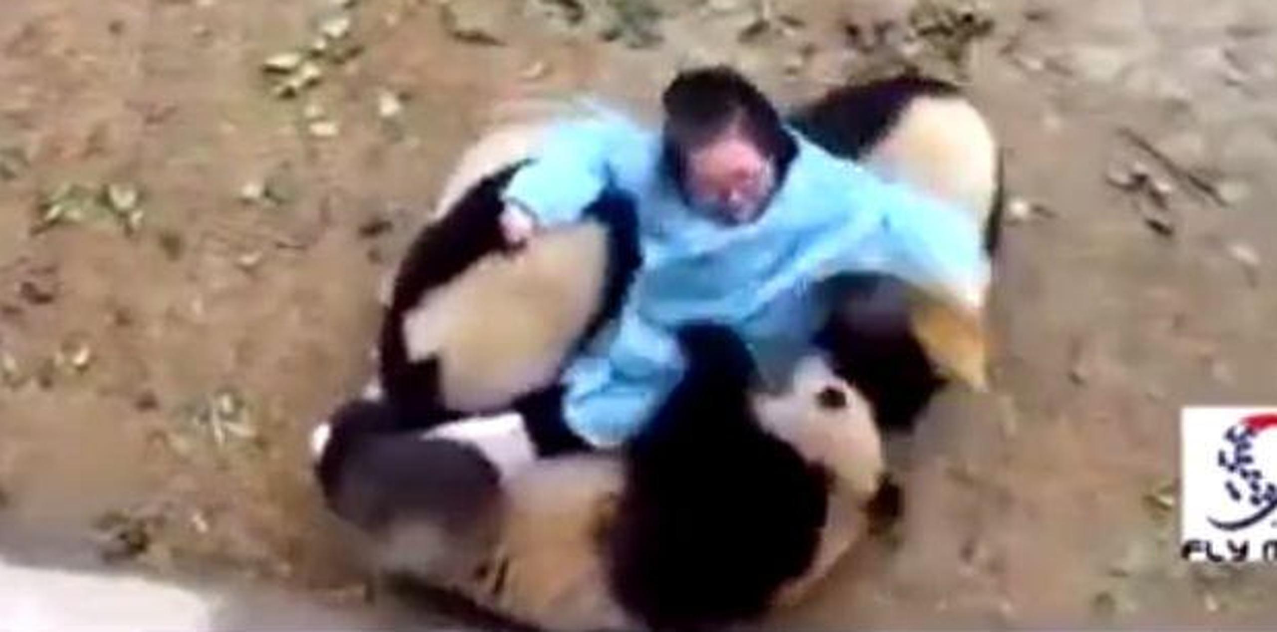 La situación vivida por la encargada de cuidar a estos osos panda en un zoológico de China se ha convertido en viral en Facebook. (Captura)