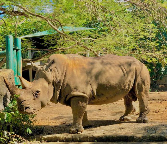 Rinoceronte en el zoológico de Mayagüez.