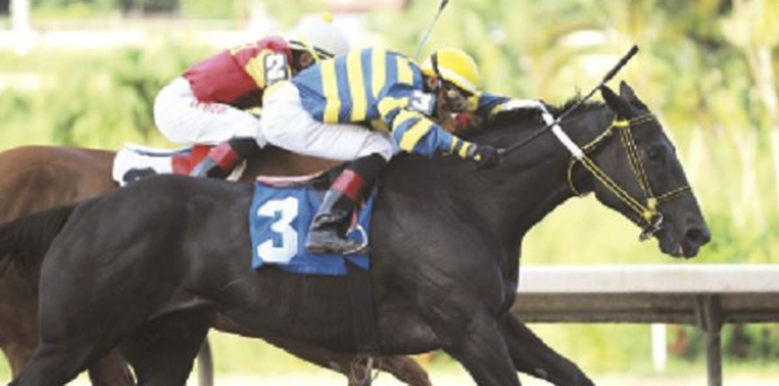 Inicia la temporada de subastas de purasangres Primera Hora