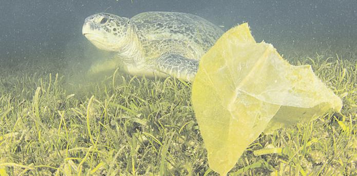 Las tortugas marinas confunden las bolsas plásticas con medusas y al tragarlas se asfixian y mueren. (Shutterstock)