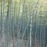 Destacan el potencial del bambú como alimento “sostenible” para el futuro 