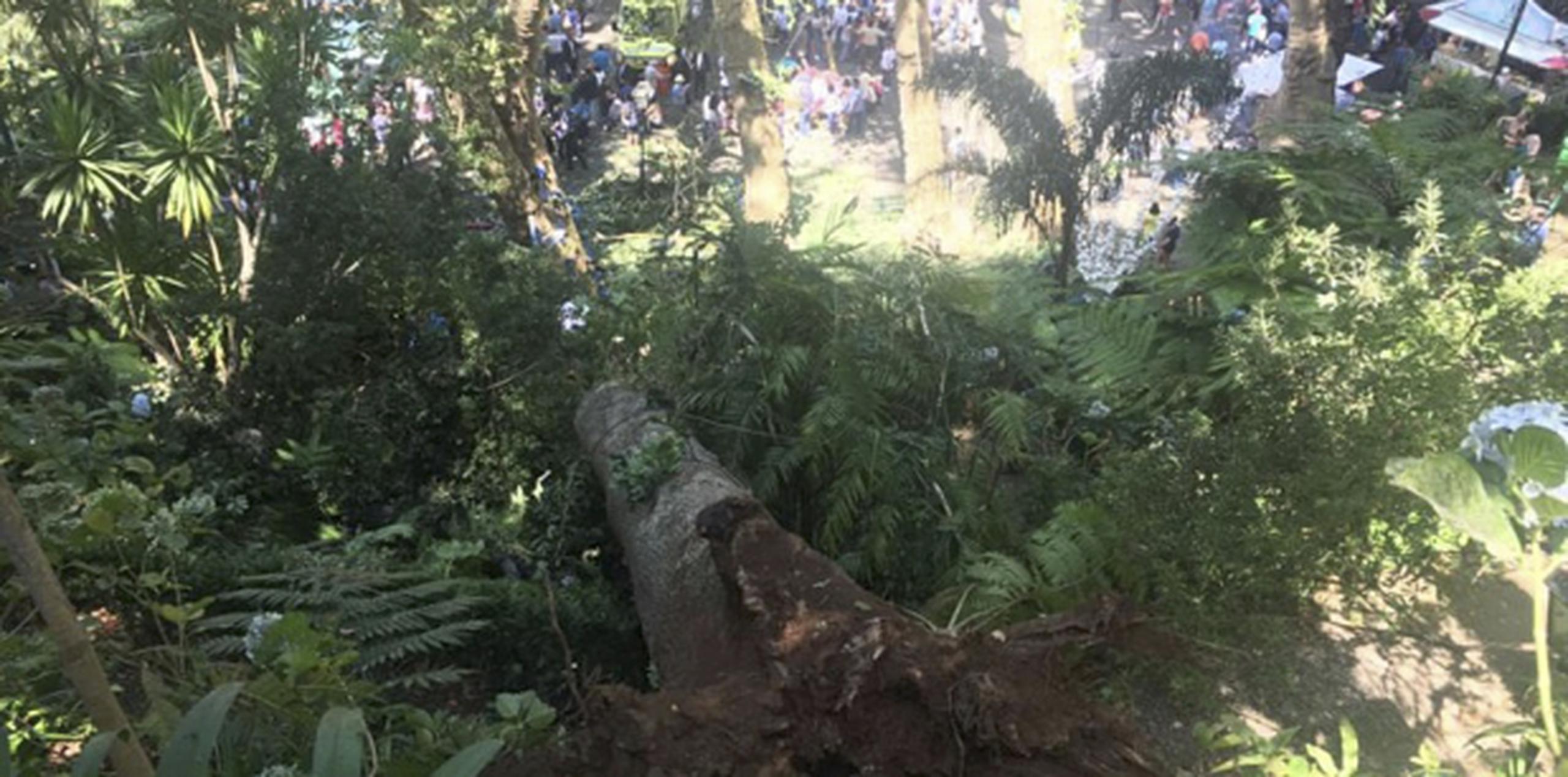 El enorme árbol se precipitó sobre una multitud que celebraba un festival religioso. (Catarina Nunes/Diario de Noticias da Madeira, via AP)