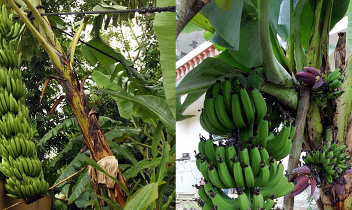 Cómo identificar una mata de plátano y una de guineo Primera Hora