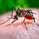 En la mira científica importante estudio de dengue que se realiza en Puerto Rico
