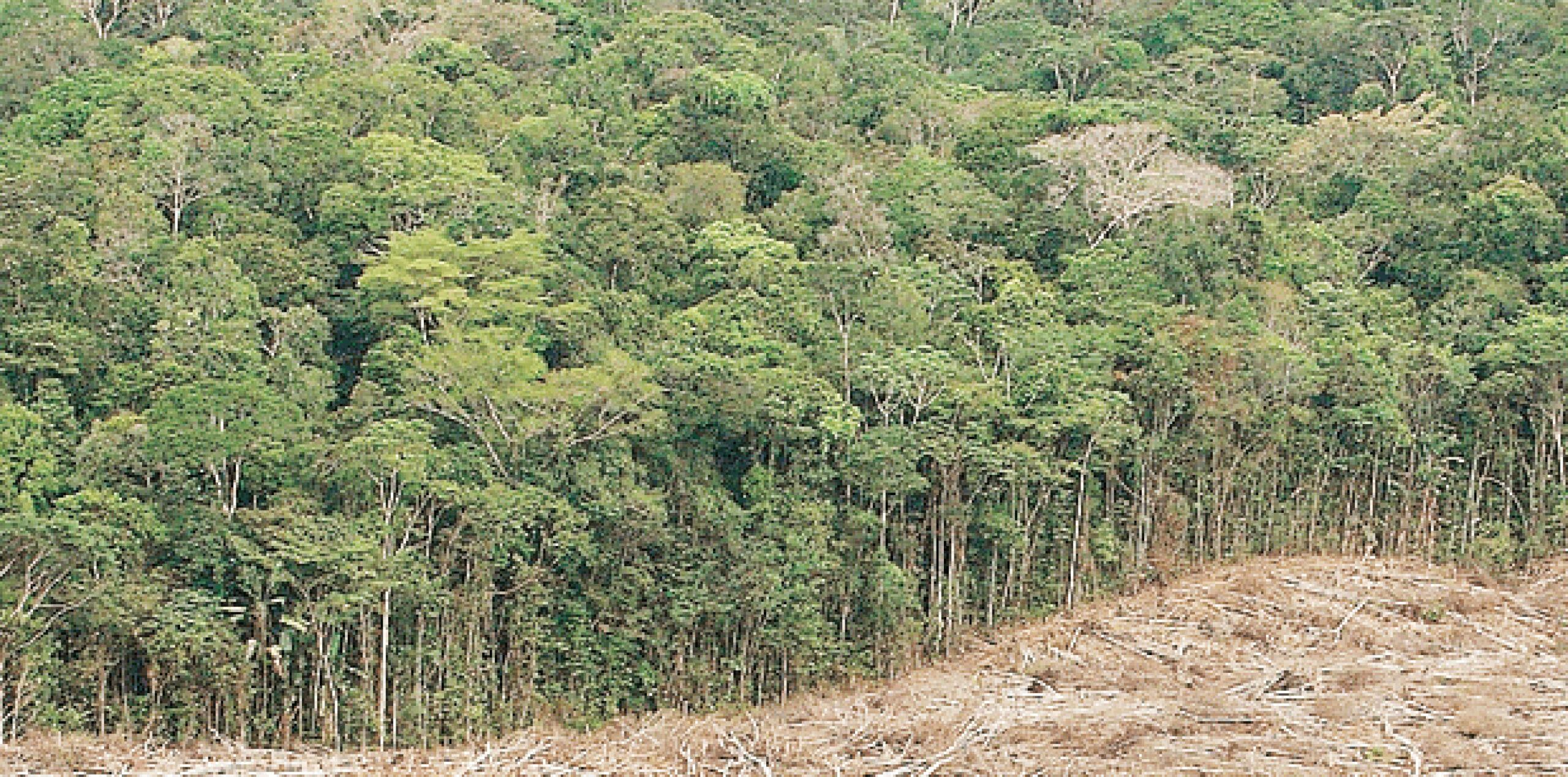 Un equipo internacional de 158 científicos encontró que, según el grado en que se controle la deforestación en los próximos 35 años, entre 36 y 57% de las 16,000 especies de árboles en el área de la selva tropical estarían consideradas en peligro. (Archivo)