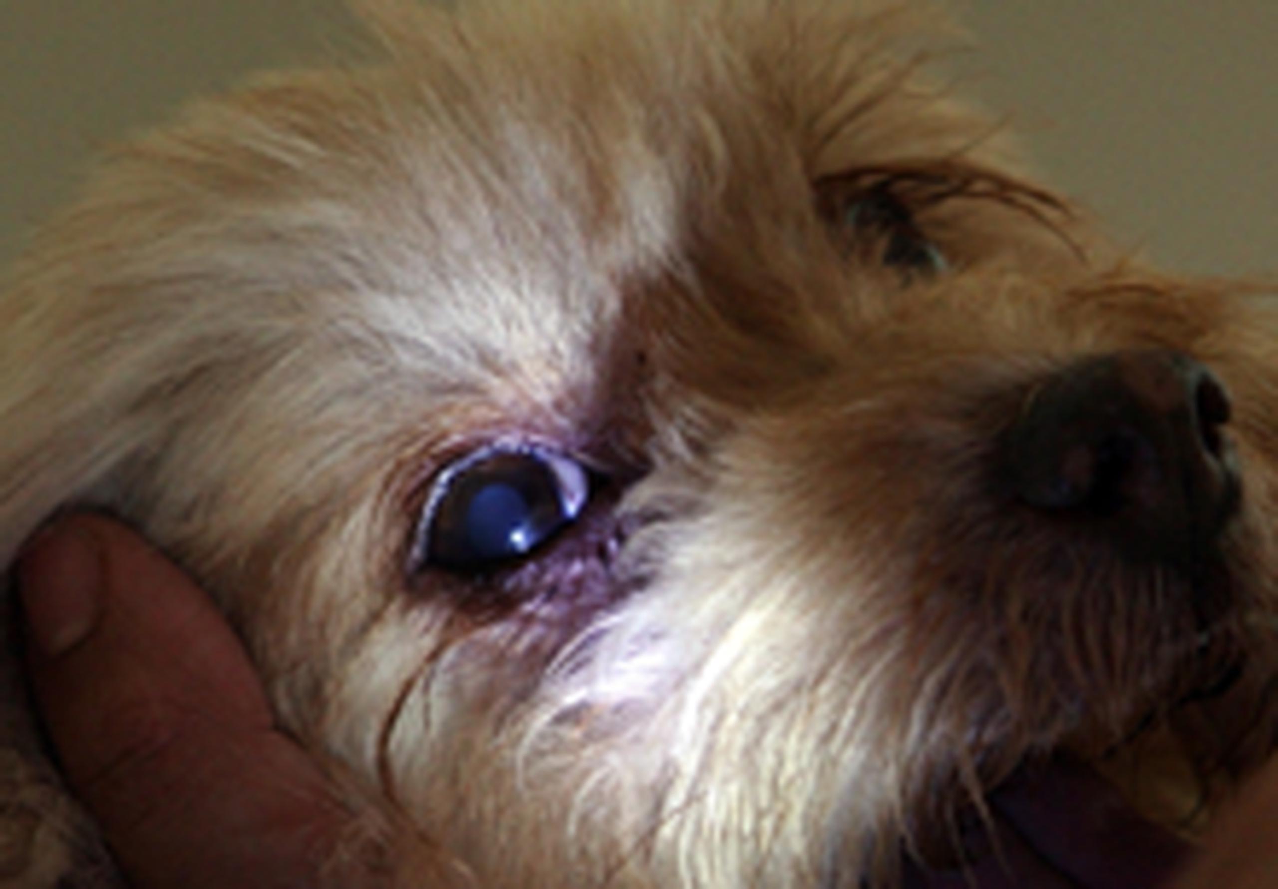 como saber si mi perro tiene entropion