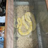 Ocupan drogas y dos serpientes en una residencia en Hatillo 