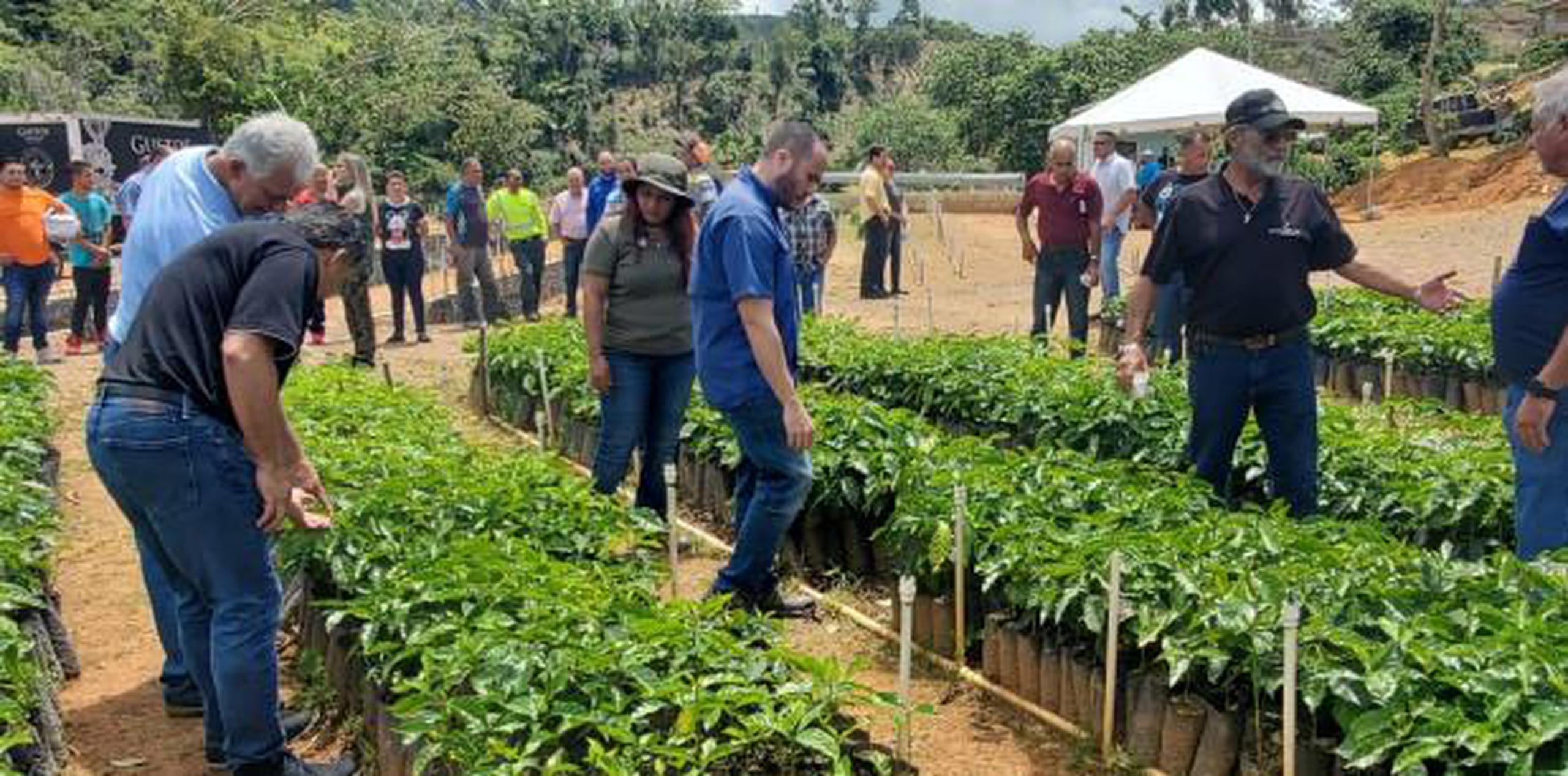 Acuerdo para encender la industria del café en Yauco Primera Hora