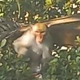 Capturan mono que merodeaba por el casco urbano de Bayamón