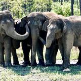 Liberan en Florida a elefantes que utilizaban en circos