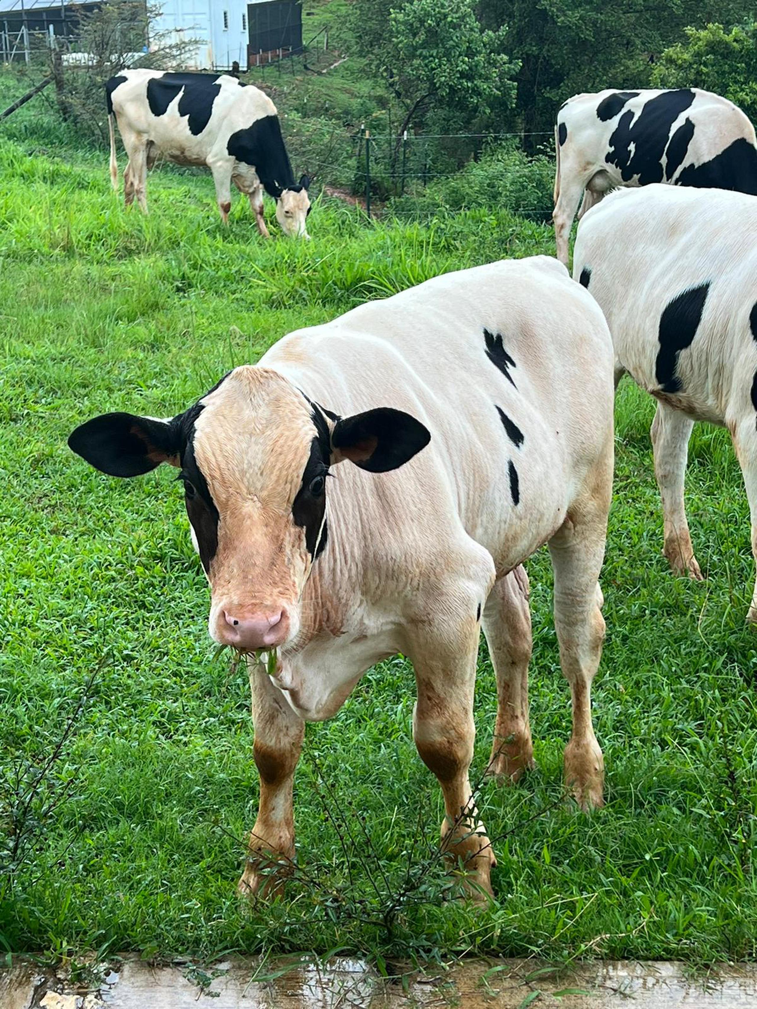 Vacas Pelonas. (Foto Suministrada)