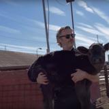 Joaquín Phoenix fue al matadero a rescatar una vaca y su cría tras ganar el Oscar