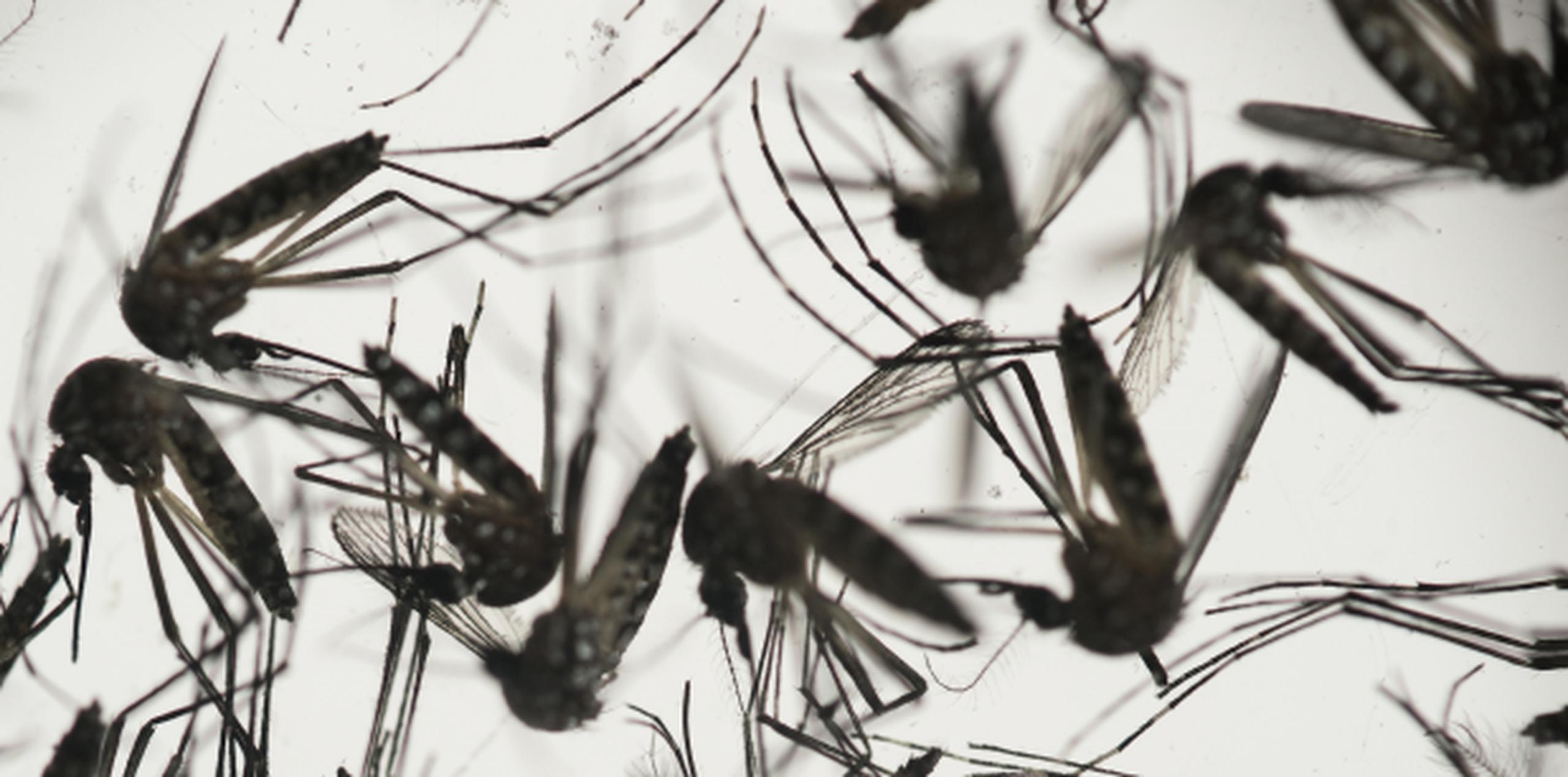 Mosquitos Aedes aegypti en un platillo de laboratorio. (AP / Felipe Dana)