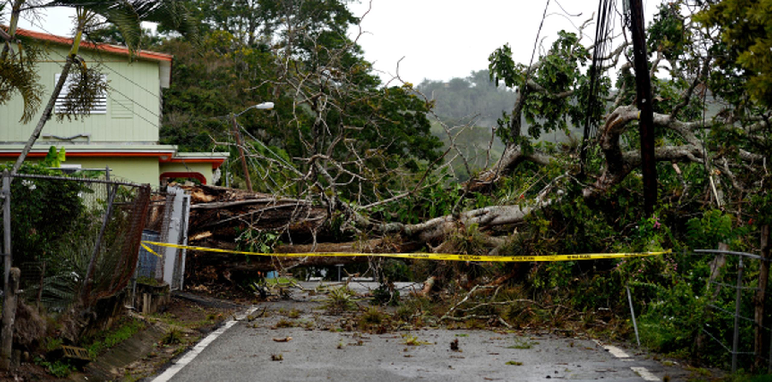El árbol yace en la carretera PR-7729, kilómetro 0.4, y tan fuerte fue el impacto que afectó las verjas de varias residencias y dejó varias de esas casas sin luz. (ana.abruna@gfrmedia.com)