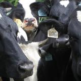 Vacas flacas en el sector ganadero