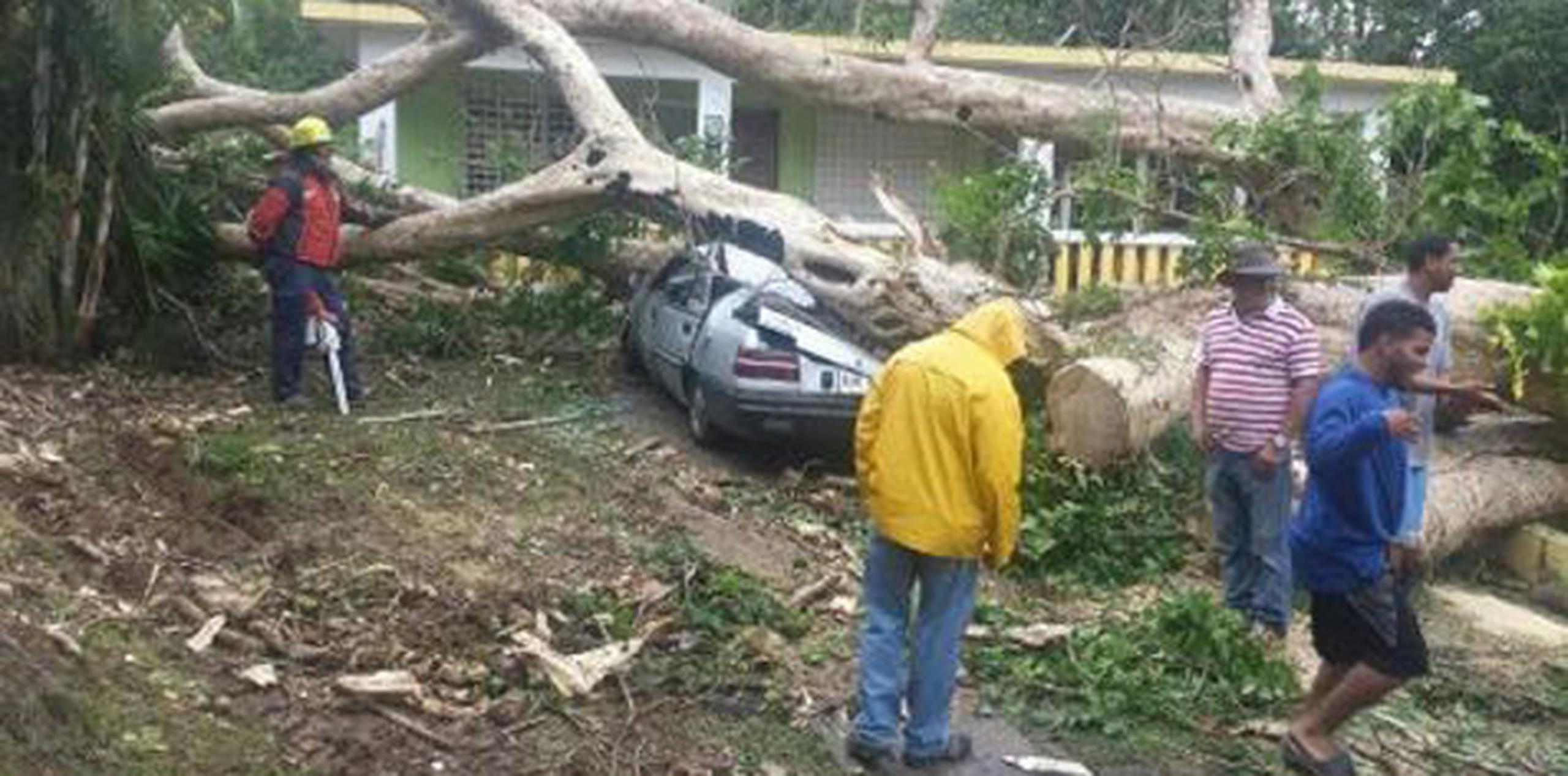 Manejo de Emergencias indicó que el incidente fue temprano el sábado y ya en la tarde habían removido el árbol. (Suministrada)