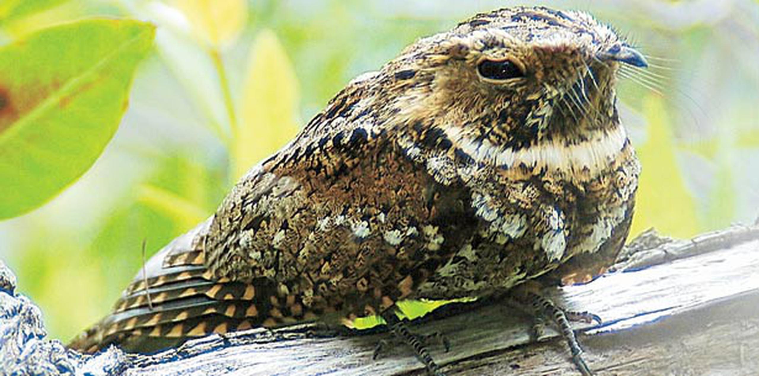 El guabairo es una pequeña ave endémica de Puerto Rico, que no mide más de nueve pulgadas y que habita en bosques húmedos. (Archivo)