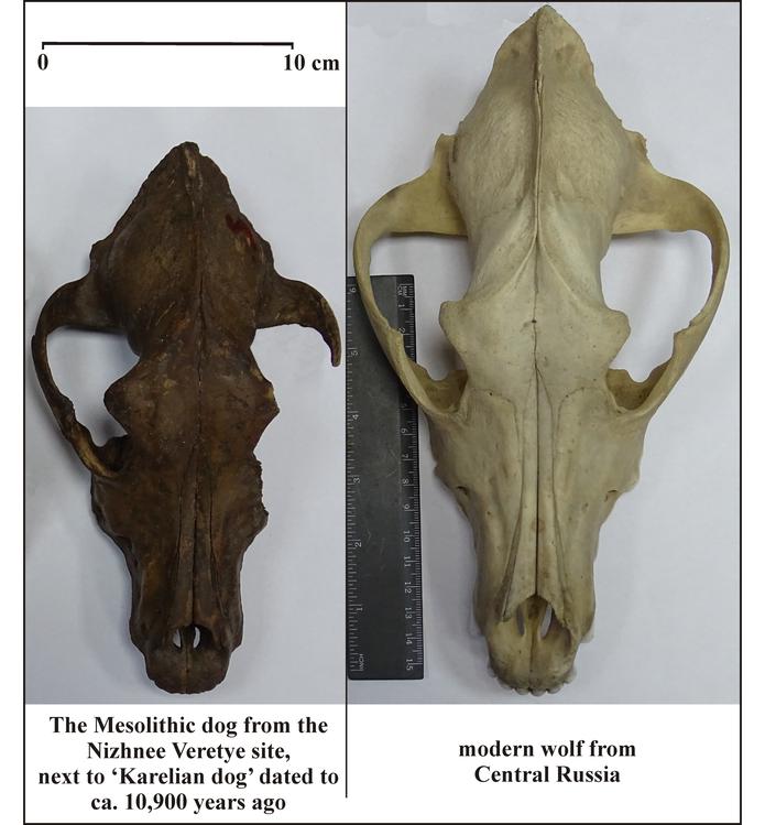 Imagen del cráneo fósil de un perro de 10,900 años de antigüedad (i) junto al de un lobo (d) moderno de Rusia central.