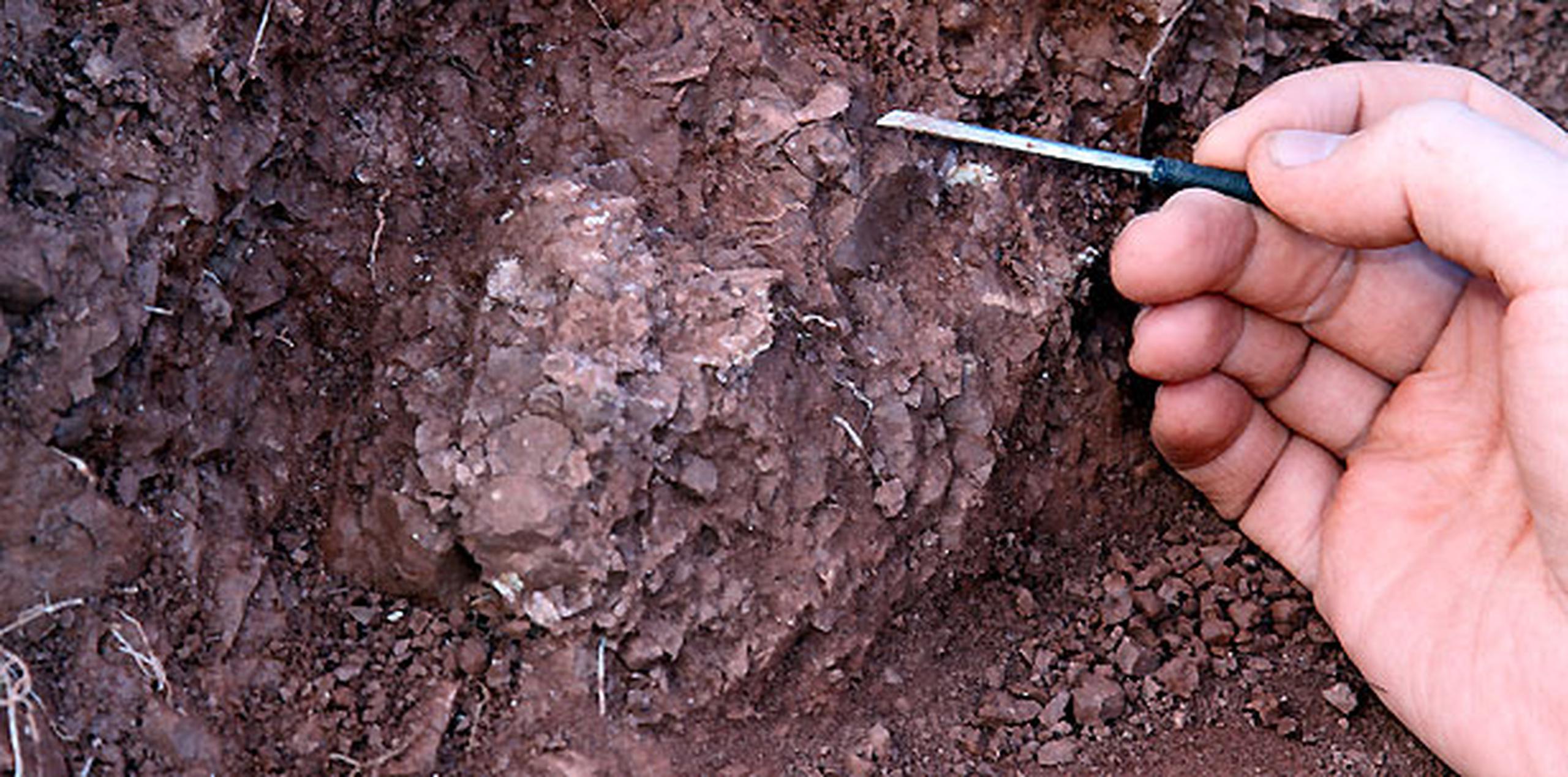 Si bien solo han excavado un metro cuadrado de este lecho óseo, el lugar ha proporcionado restos de cáscaras de huevos de dinosaurios que han sido consideradas como las más antiguas que se han descubierto hasta la fecha de cualquier animal terrestre vertebrado. (AP)