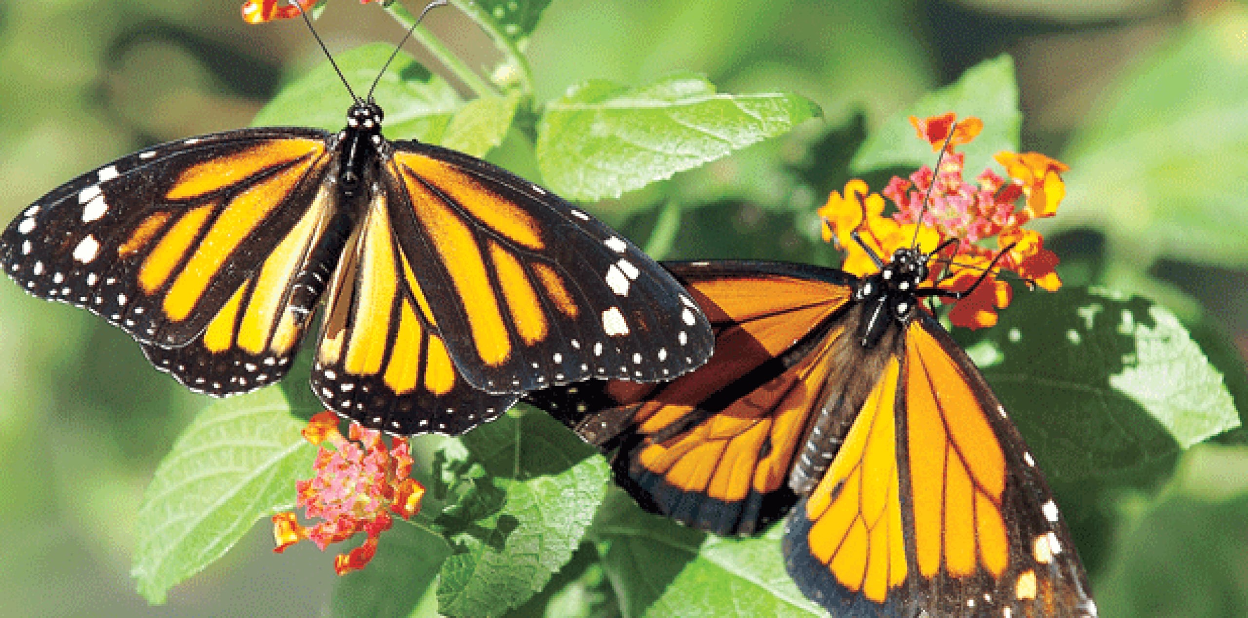 Un estudio divulgado en agosto pasado indicó que la tala clandestina en la Reserva de la Biosfera Mariposa Monarca, en el centro de México, aumentó 284,2 % en el periodo 2014-2015 respecto al lapso precedente. (Archivo)