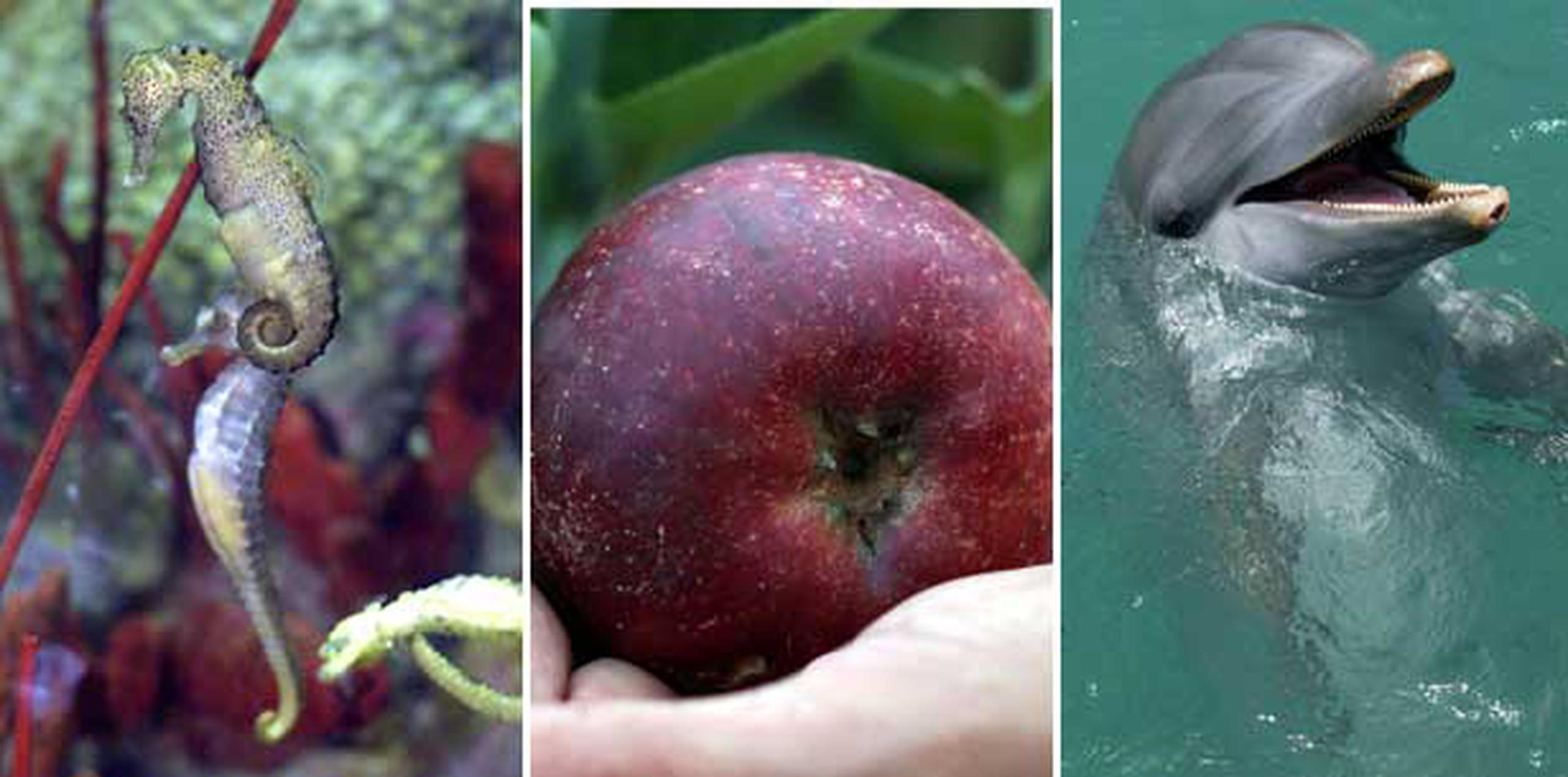 Los caballitos de mar elijen una sola pareja para toda su vida. Las semillas de manzana tienen pequeñas dosis de cianuro. Los delfines y los humanos son las únicas especies de mamíferos que practican el sexo por puro placer. Estas son algunas curiosidades que puede que no supieras.    (Archivo)