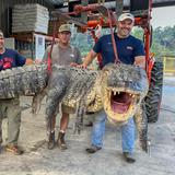 Capturan gigantesco caimán en Mississippi