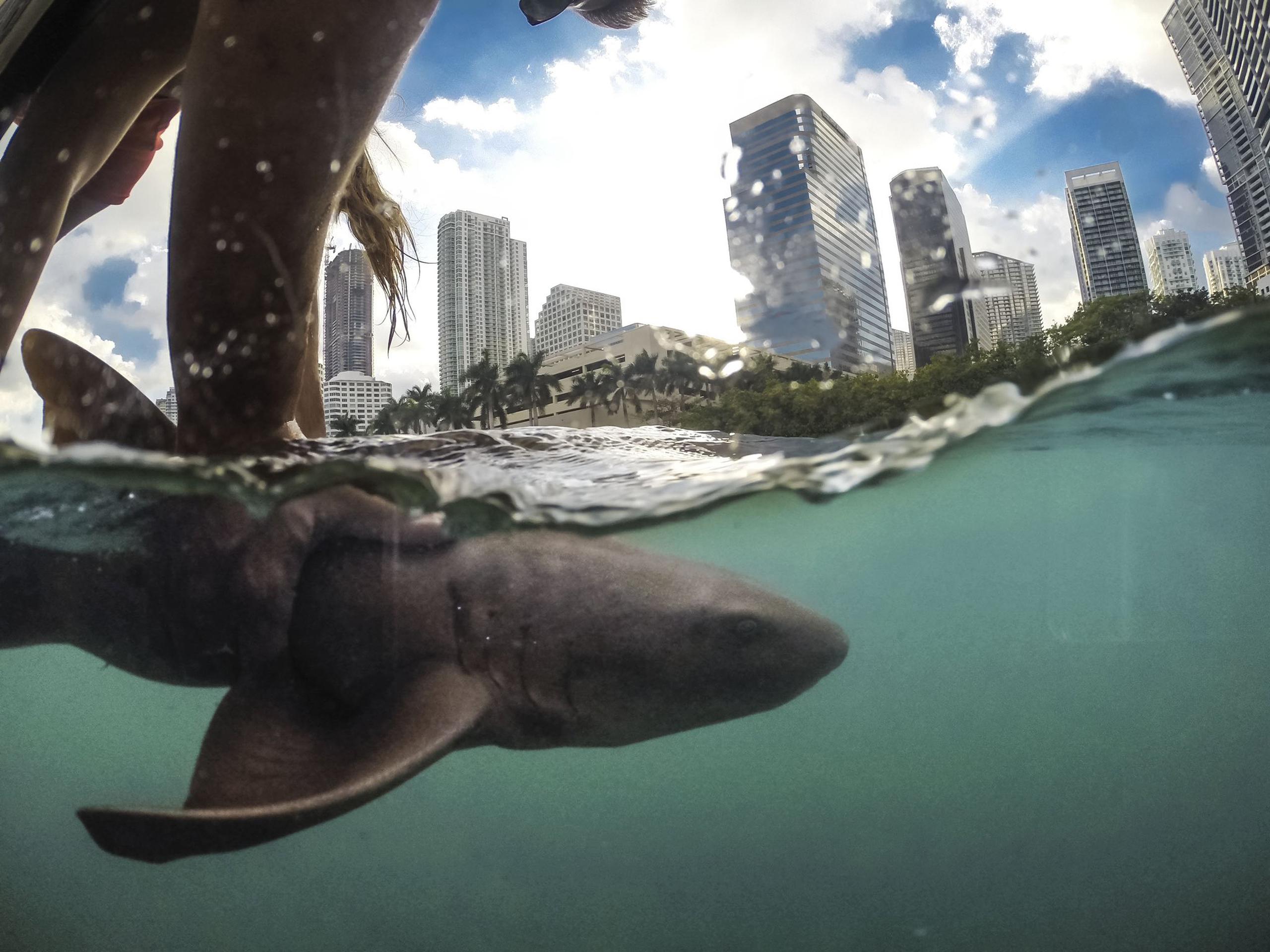 Fotografía cedida por el Programa de Investigación y Conservación de Tiburones de la Universidad de Miami (UM Shark Research) donde se aprecia a una persona mientras sostiene a un tiburón nodriza frente al paisaje urbano del centro de Miami, Florida. EFE/Robbie Roemer/UM Shark Research