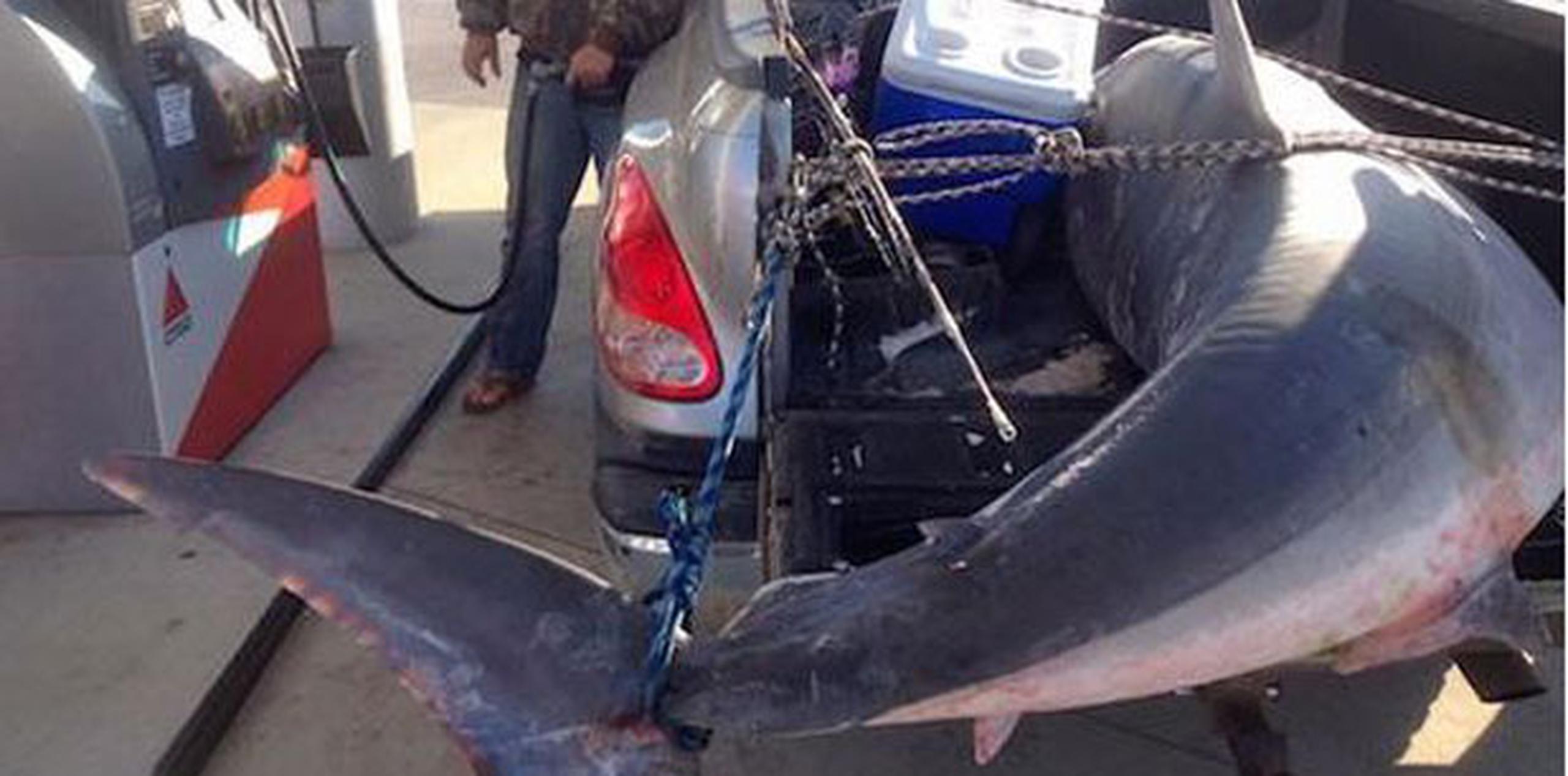 Ambos pescadores intentaron pasar desapercibidos con el tiburón, pero una foto comenzó a circular en las redes sociales. (Twitter/ @Outdoor_Hub)