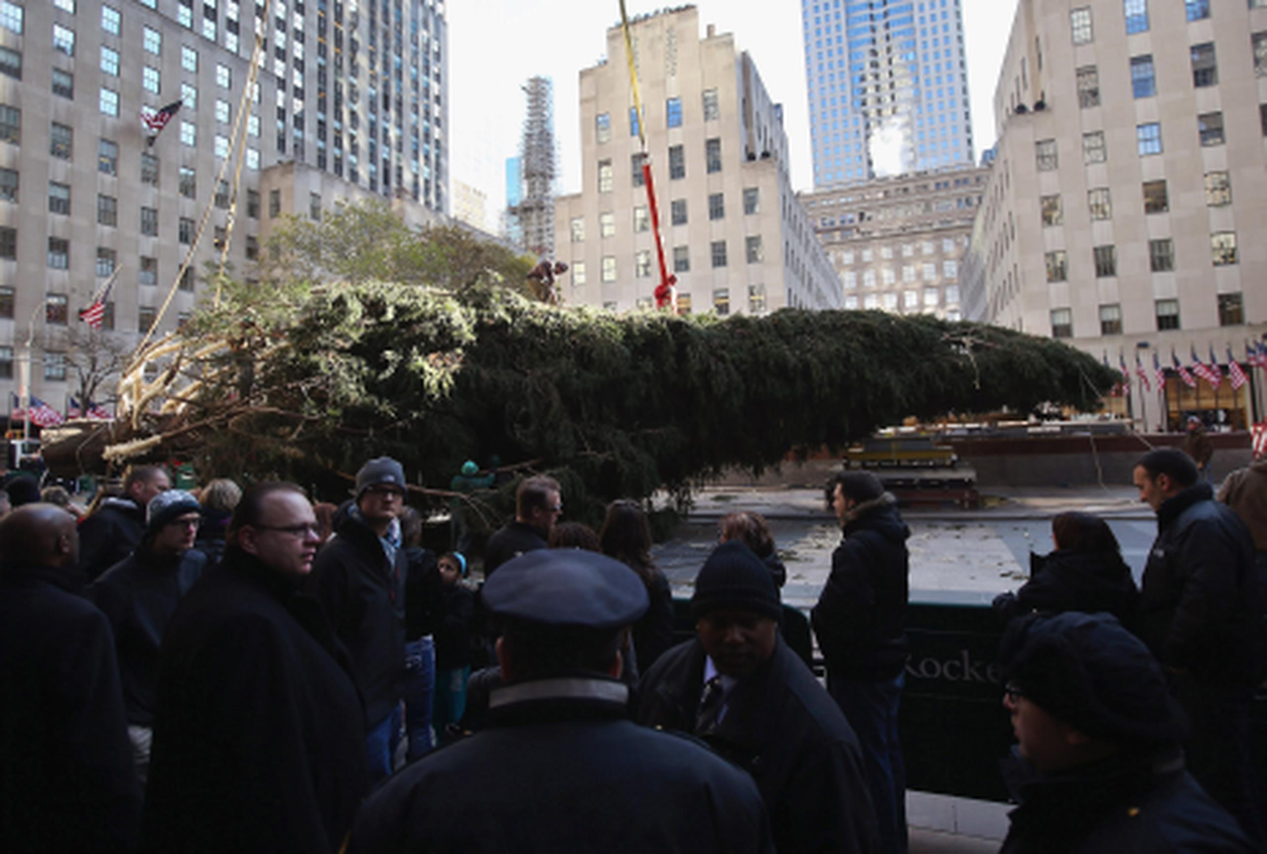Esta tarde el árbol será trasladado en un camión de 35 metros de largo hasta el Rockefeller Center, donde los trabajadores empezarán a decorar sus ramas con 45.000 bombillas, que se encenderán el próximo 28 de noviembre. (AFP)