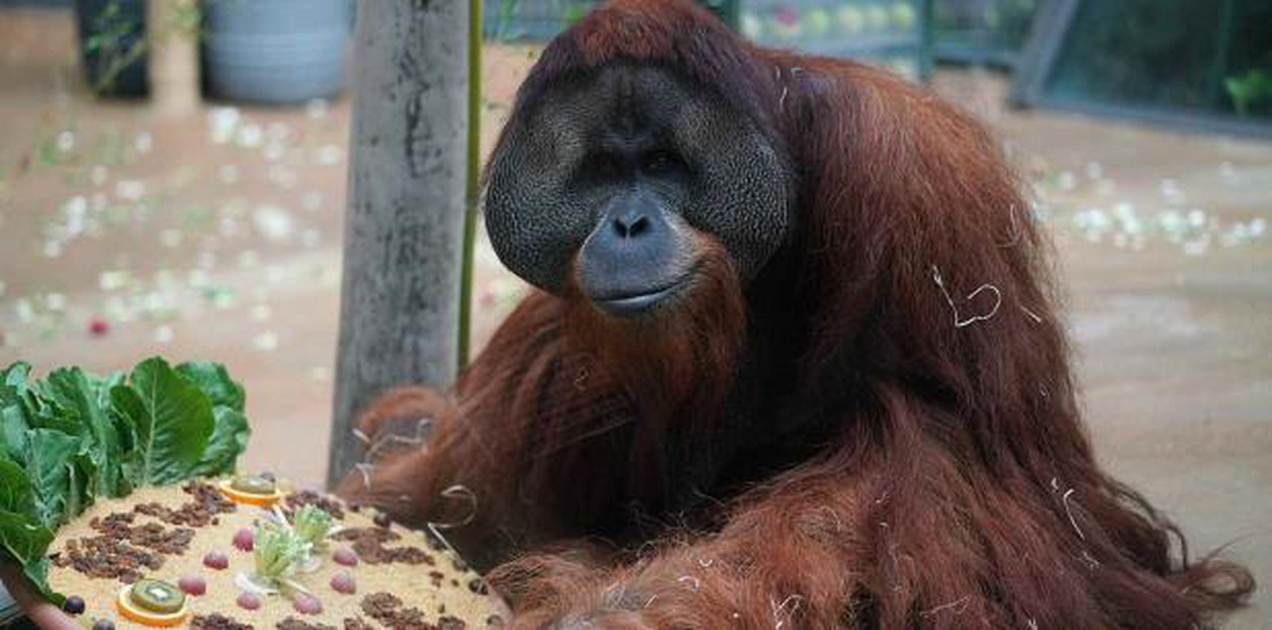 La población de orangutanes se ha reducido drásticamente debido a la cacería y la destrucción de su hábitat por la tala ilegal y la transformación de las selvas en plantaciones de palma de aceite. (AP)