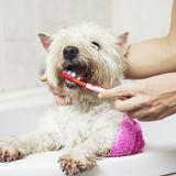Cómo cuidar la salud dental de tu mascota