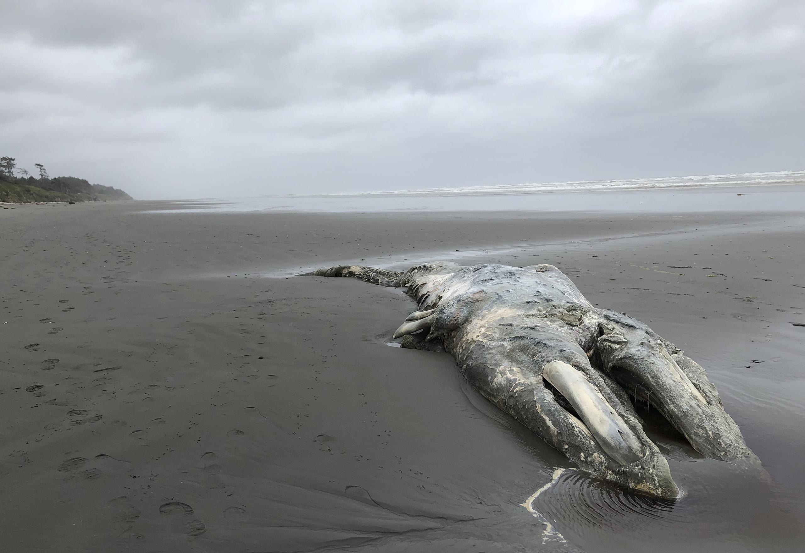 El cadáver de una ballena gris en la costa de la Península Olímpica, en el Parque Nacional Olympic, de Washington.