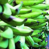 A comer y disfrutar en el Festival Nacional del Plátano en Corozal