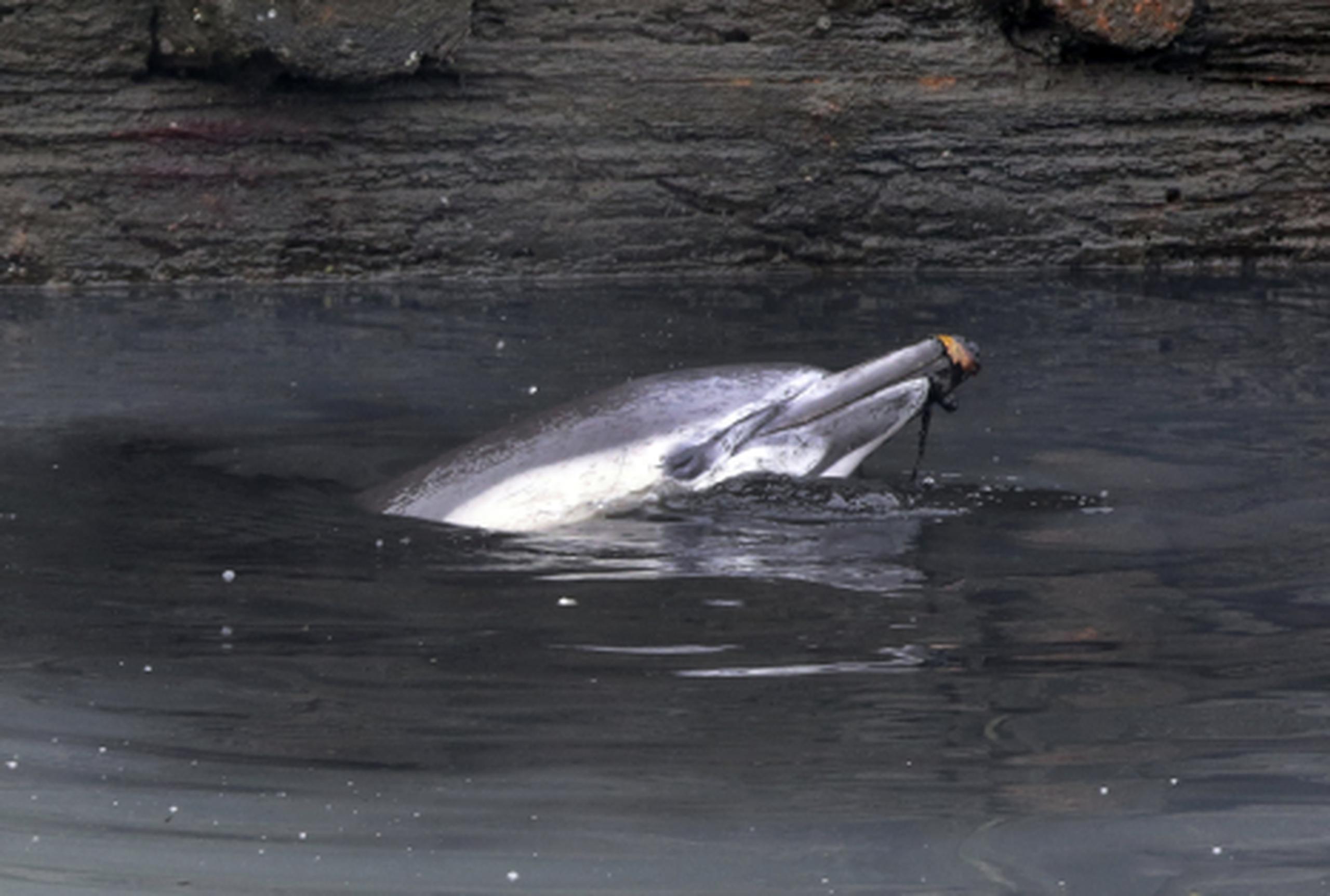 Un delfín descarriado se metió a nadar en un canal de aguas residuales en Nueva York.(AP/Richard Drew)