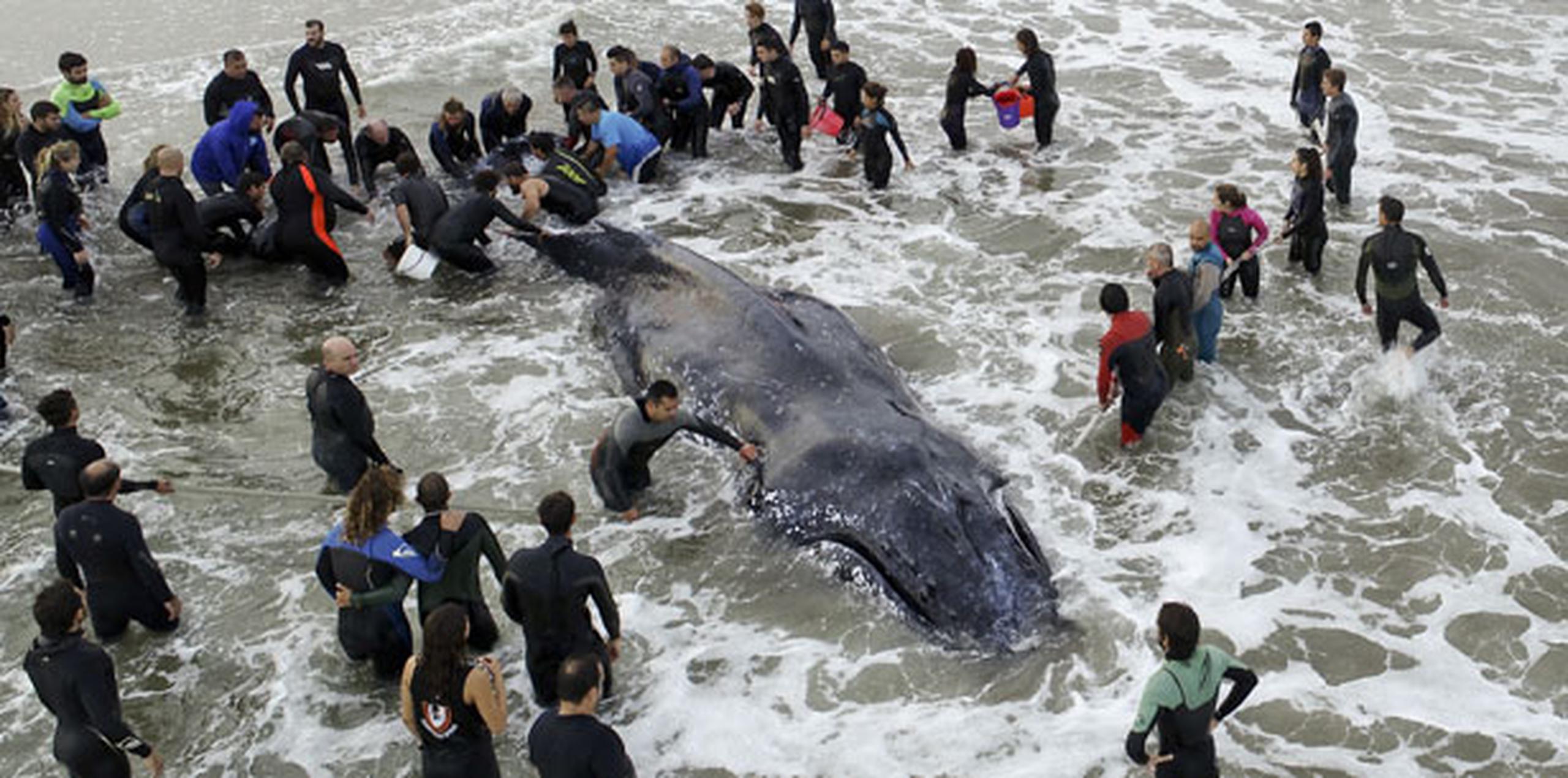Según expertos los encallamientos de cetáceos ocurren cuando están enfermos o cuando se desorientan. (AP)