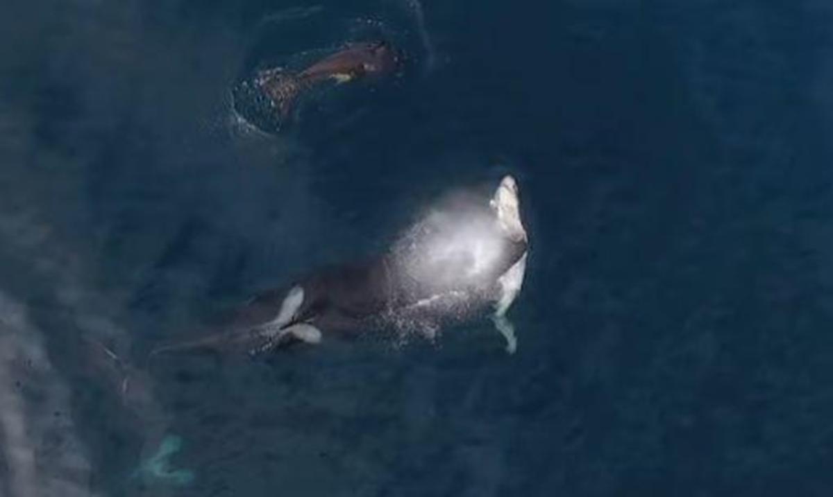 Captan a manada de orcas cazando un tiburón Primera Hora
