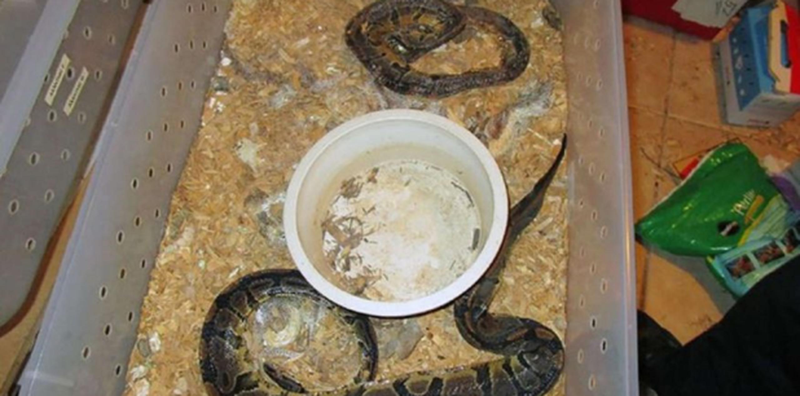 Encuentran 100 pitones muertas en una casa de Florida Primera Hora