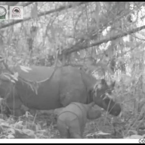Estos son los bebés rinocerontes en peligro de exticion vistos en un parque natural de Indonesia